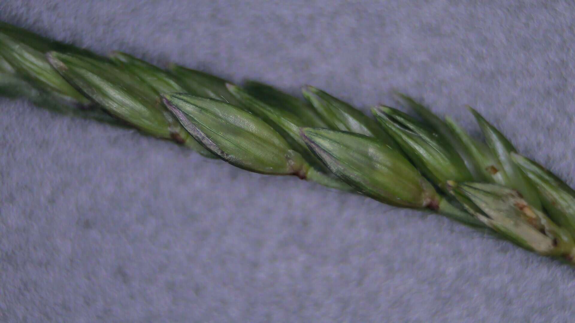 Image de Urochloa polystachya