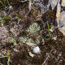 Image of Rebutia padcayensis Rausch