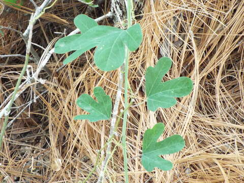 Passiflora affinis Engelm. ex A. Gray的圖片