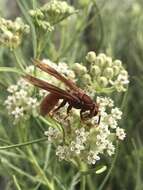 Image of Polistes kaibabensis Hayw. 1932