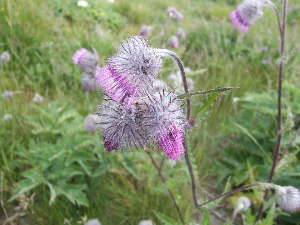 Image of edible thistle