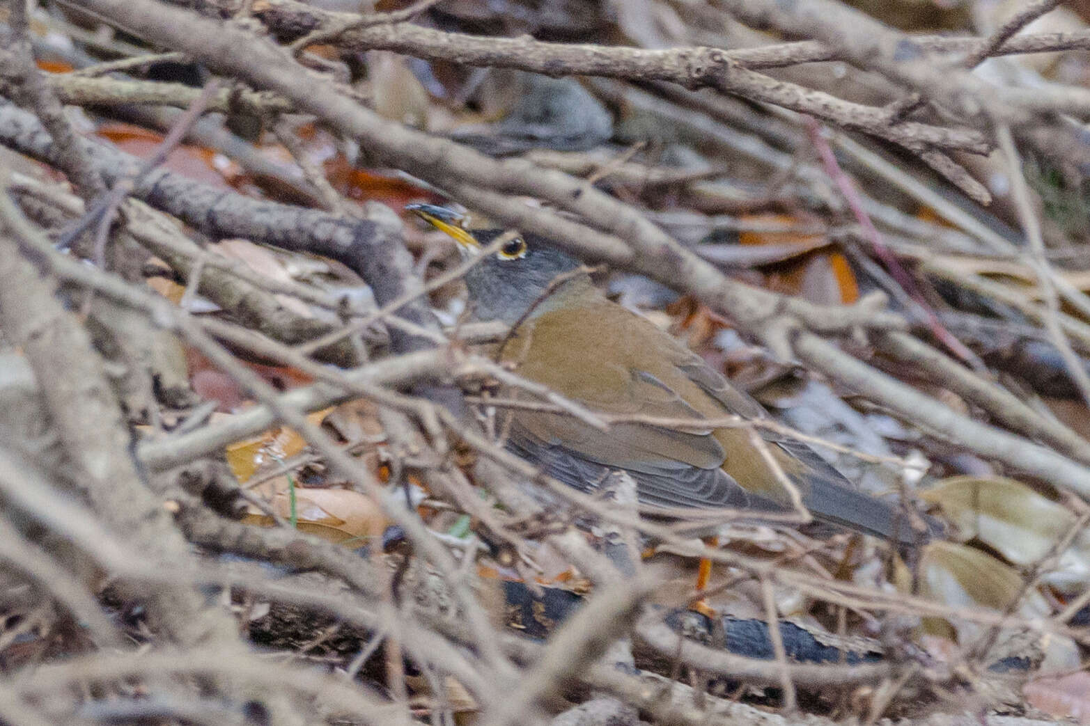 Image of Pale Thrush