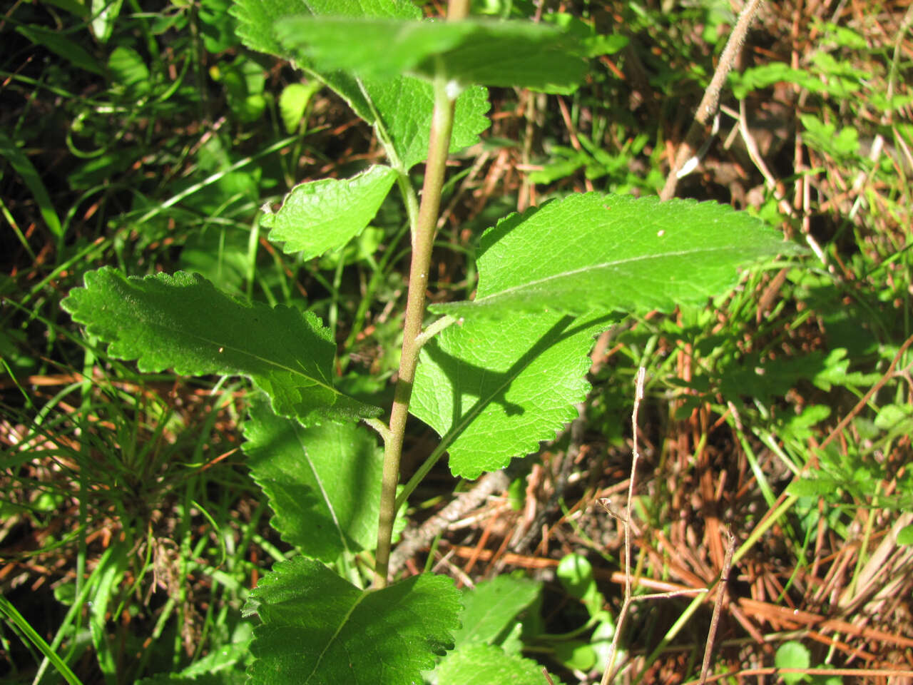 Image of soft greeneyes