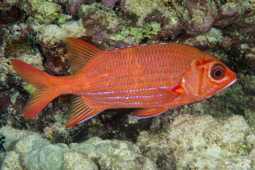 Image of Blue Lined Squirrelfish