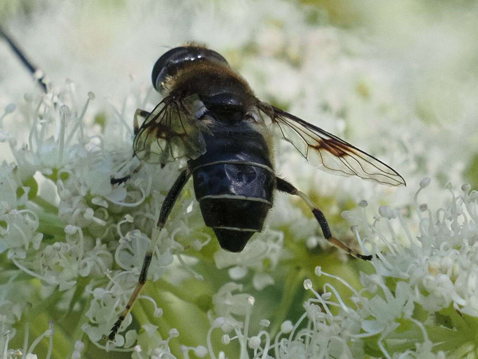 Слика од Eristalis rupium Fabricius 1805