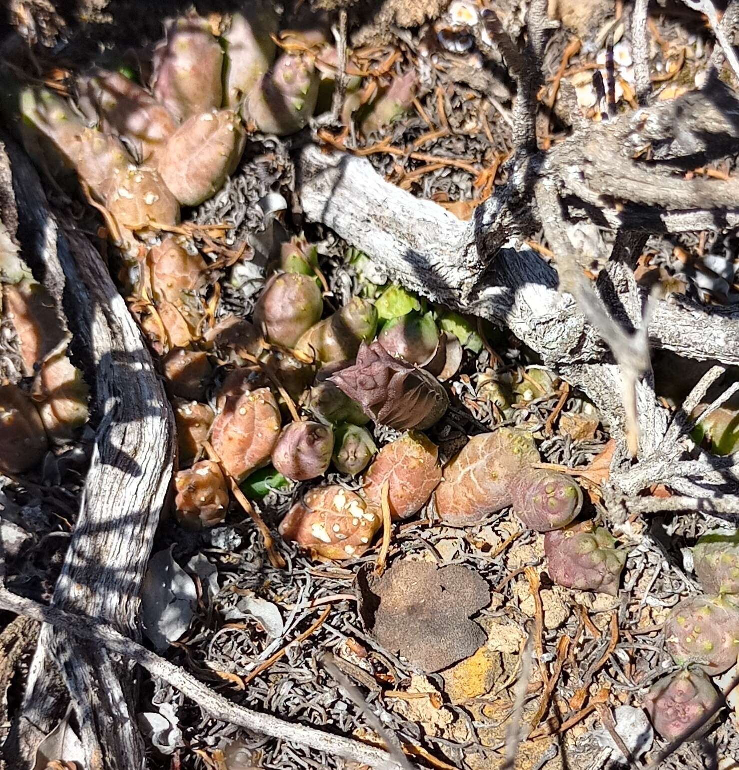 Ceropegia geminata subsp. geminata的圖片