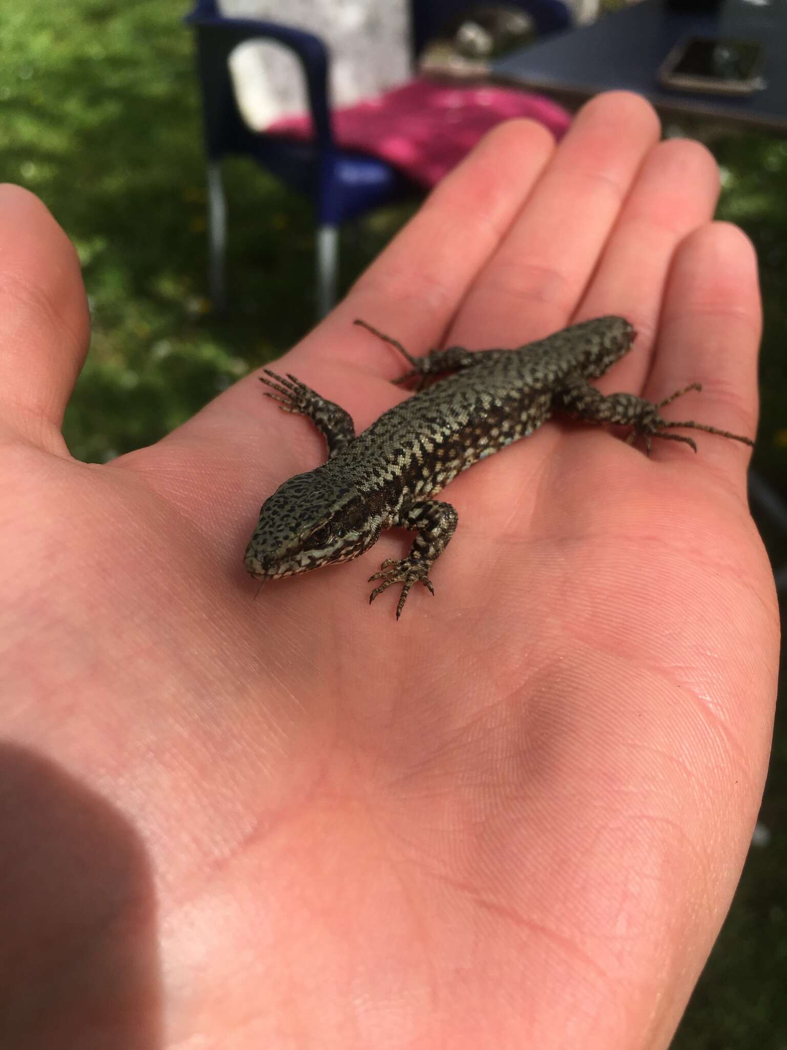 Image of Podarcis muralis muralis (Laurenti 1768)