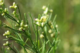 Image of saltwater false willow