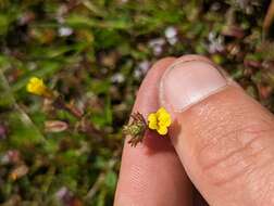 Erythranthe arvensis (Greene) G. L. Nesom resmi