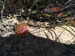 Imagem de Leucospermum spathulatum R. Br.