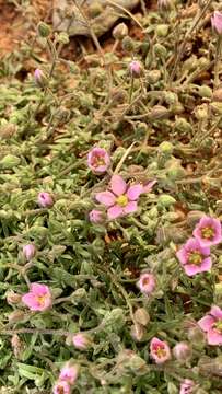 Image of Rhodalsine geniculata (Poir.) F. N. Williams