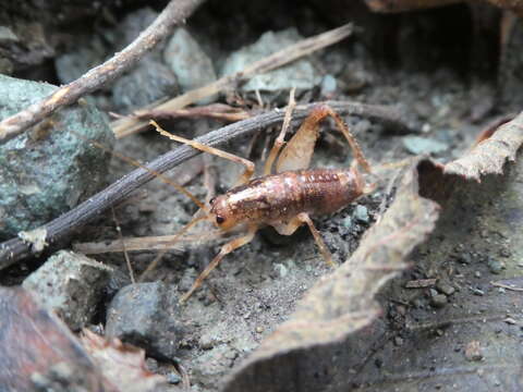 Pristoceuthophilus celatus (Scudder & S. H. 1894)的圖片