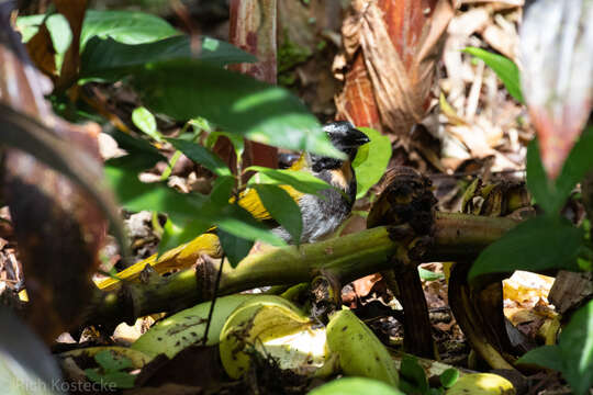 Image of Buff-throated Saltator