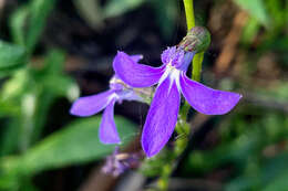 Image of Lobelia dentata Cav.