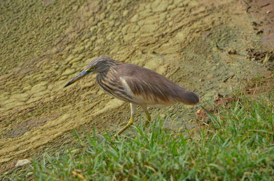 Image of Indian Pond Heron