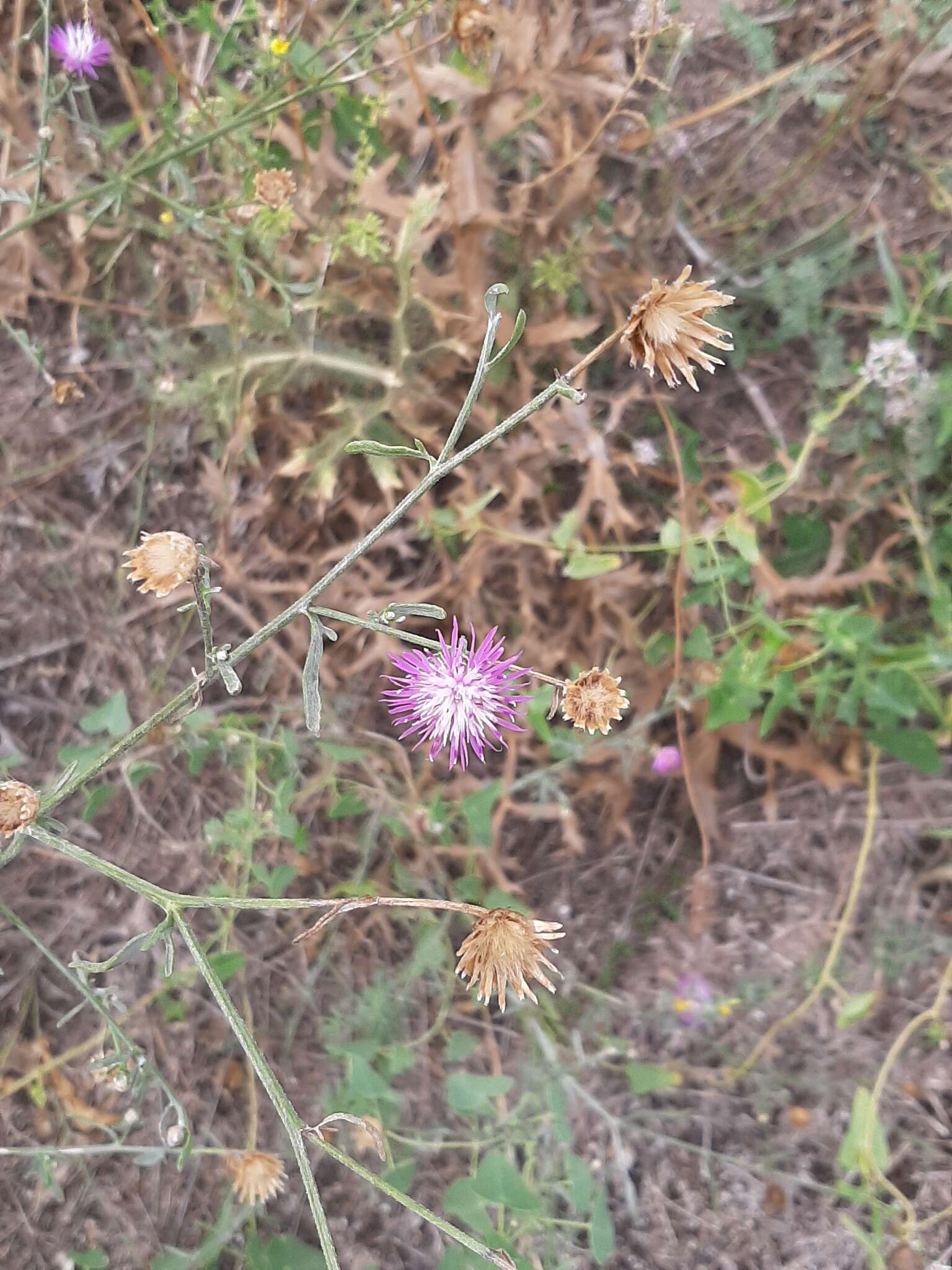 Image of Centaurea odessana Prodan