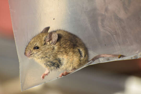 Image of Olive Grass Mouse