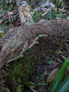 Image of Bulbophyllum baileyi F. Muell.