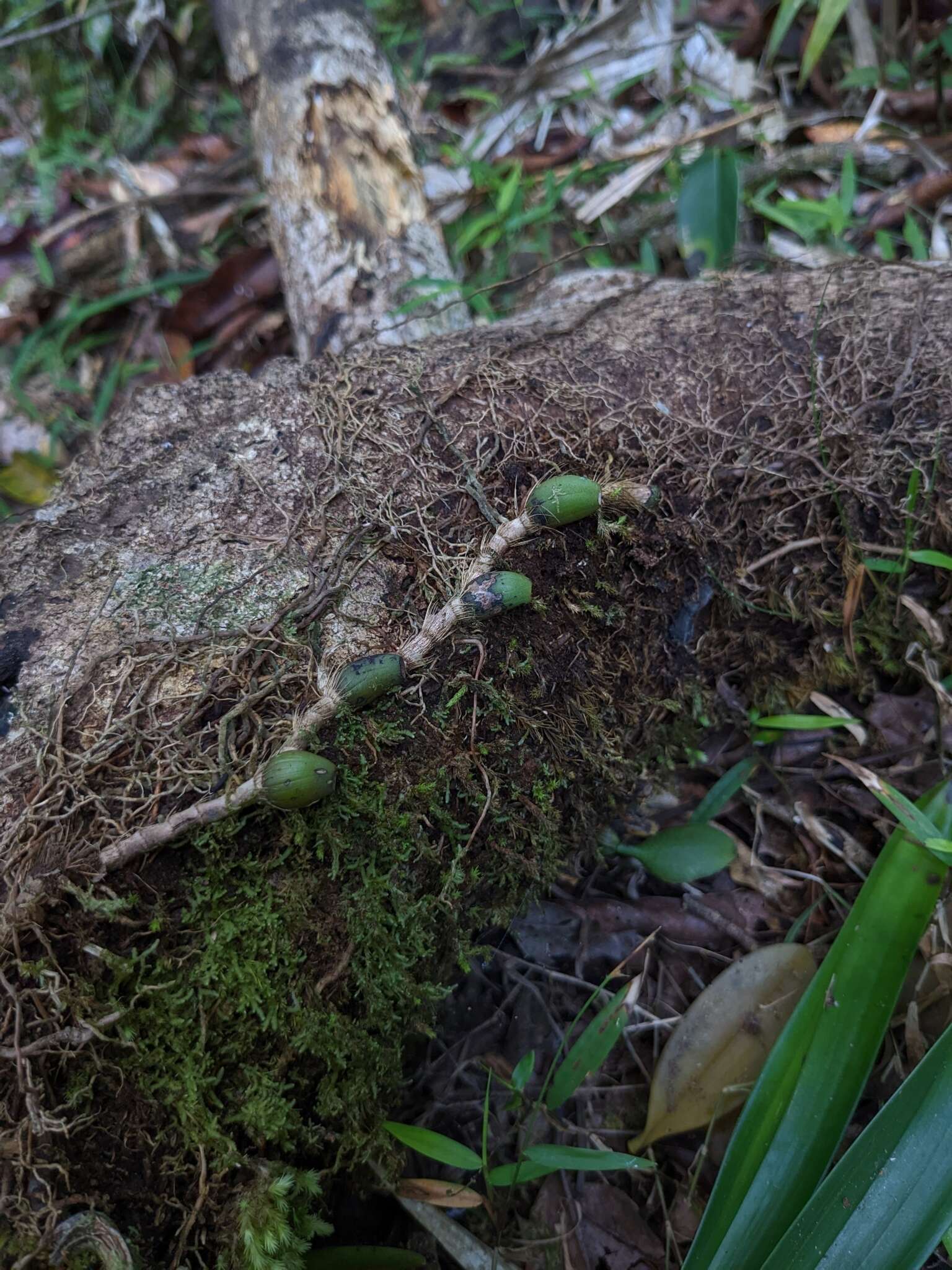 Image de Bulbophyllum baileyi F. Muell.