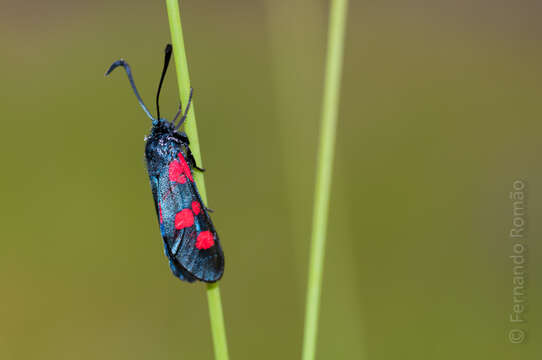 Image of Zygaena trifolii Esper 1783