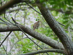 Image of White's Thrush