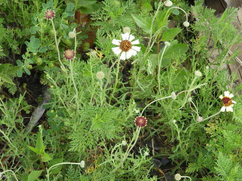 Image de Helenium radiatum (Less.) M. W. Bierner