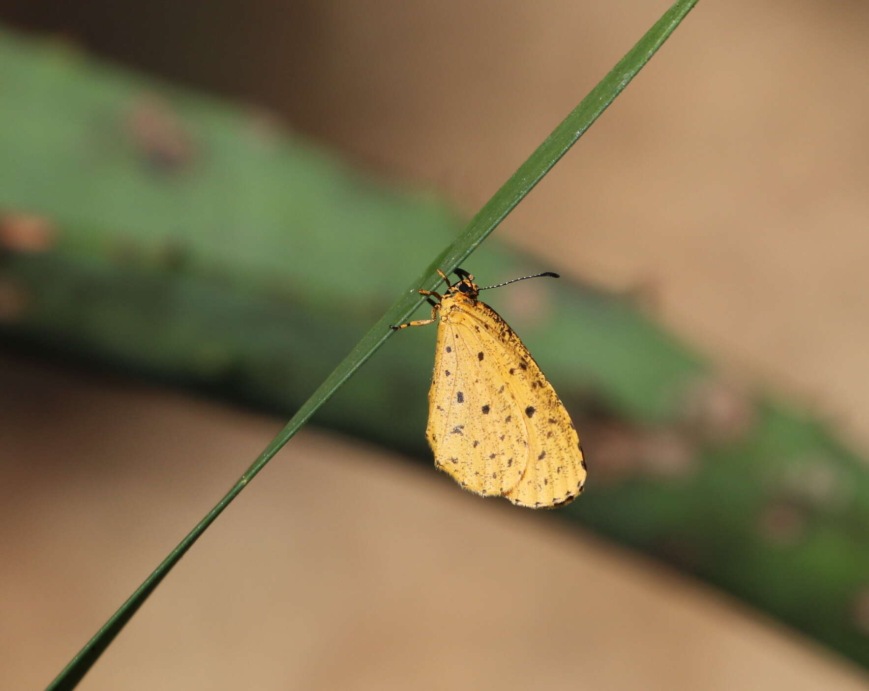 Image of Pentila tropicalis (Boisduval 1847)