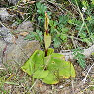 Image of Satyrium bicorne (L.) Thunb.