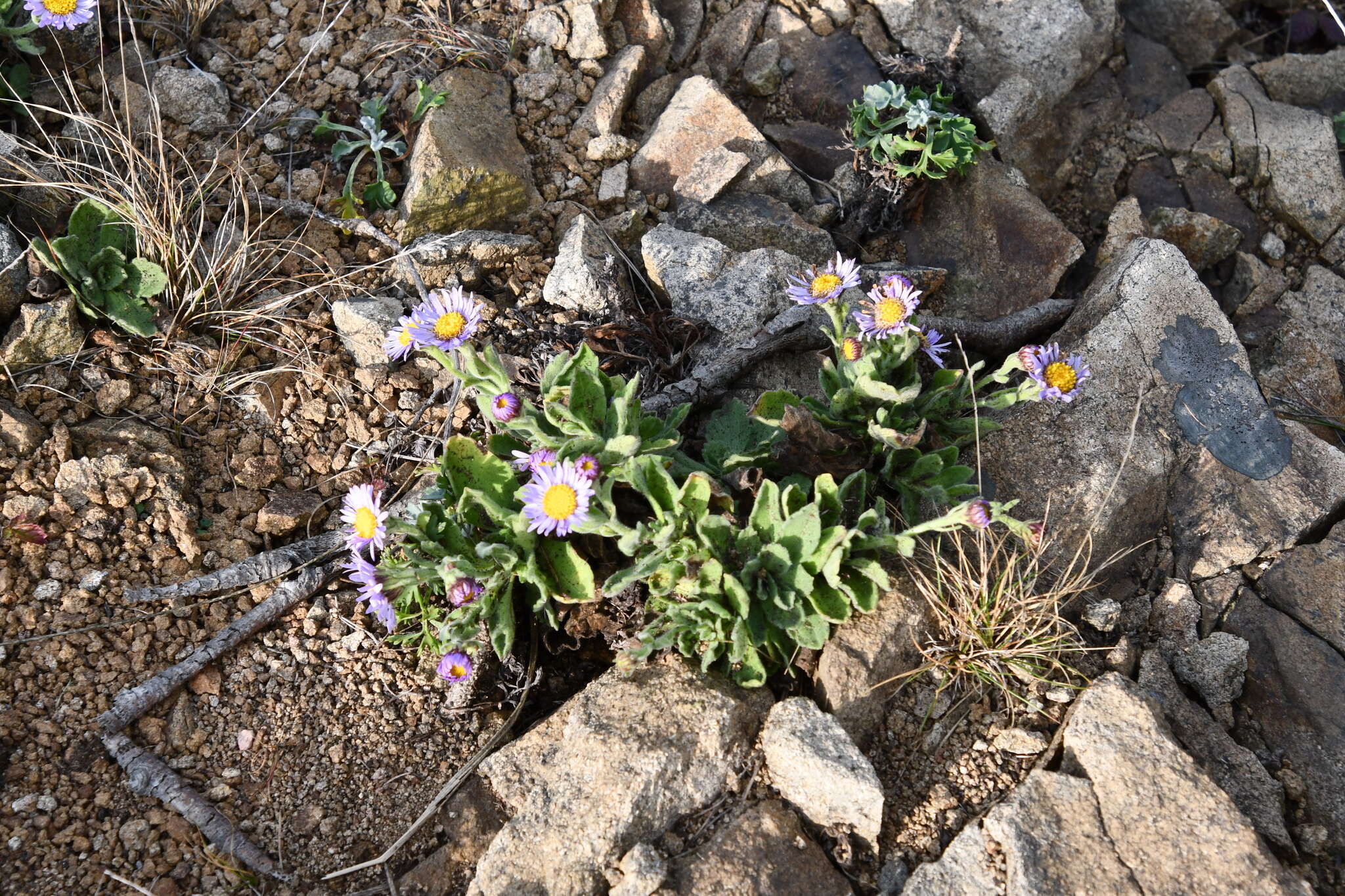 Imagem de Aster spathulifolius Maxim.