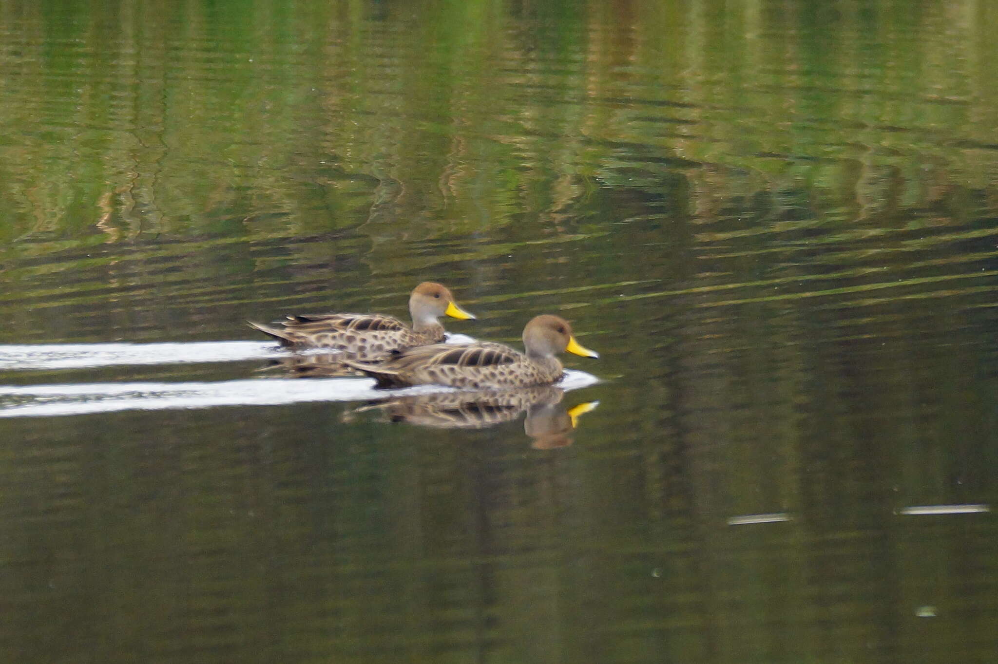 Image of Yellow-billed Pintail