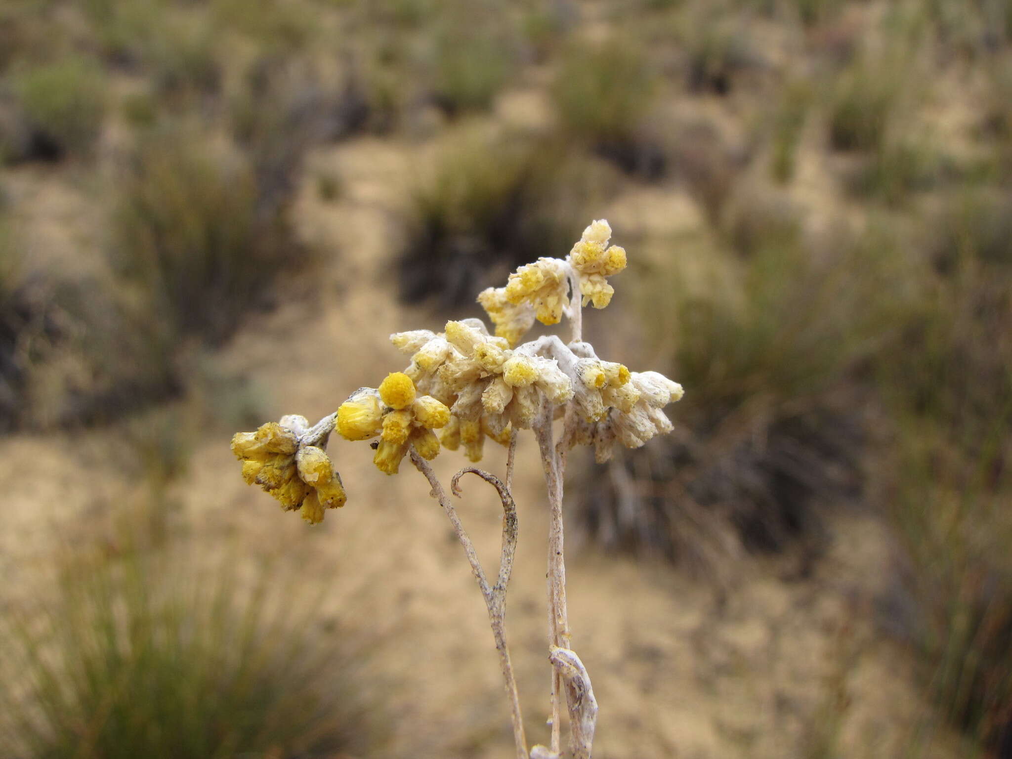 Image of Helichrysum moeserianum Thell.