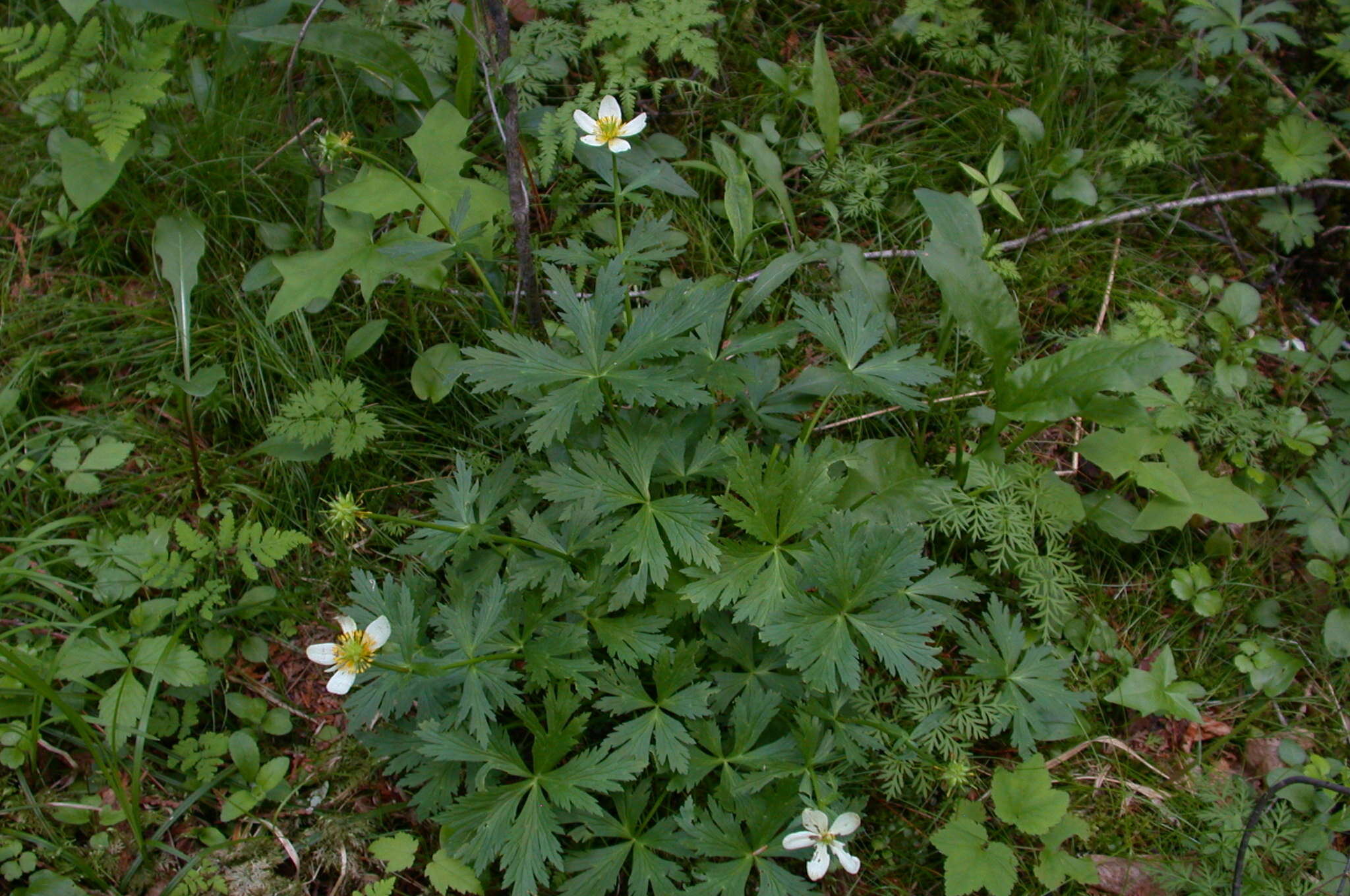 Image of American globeflower