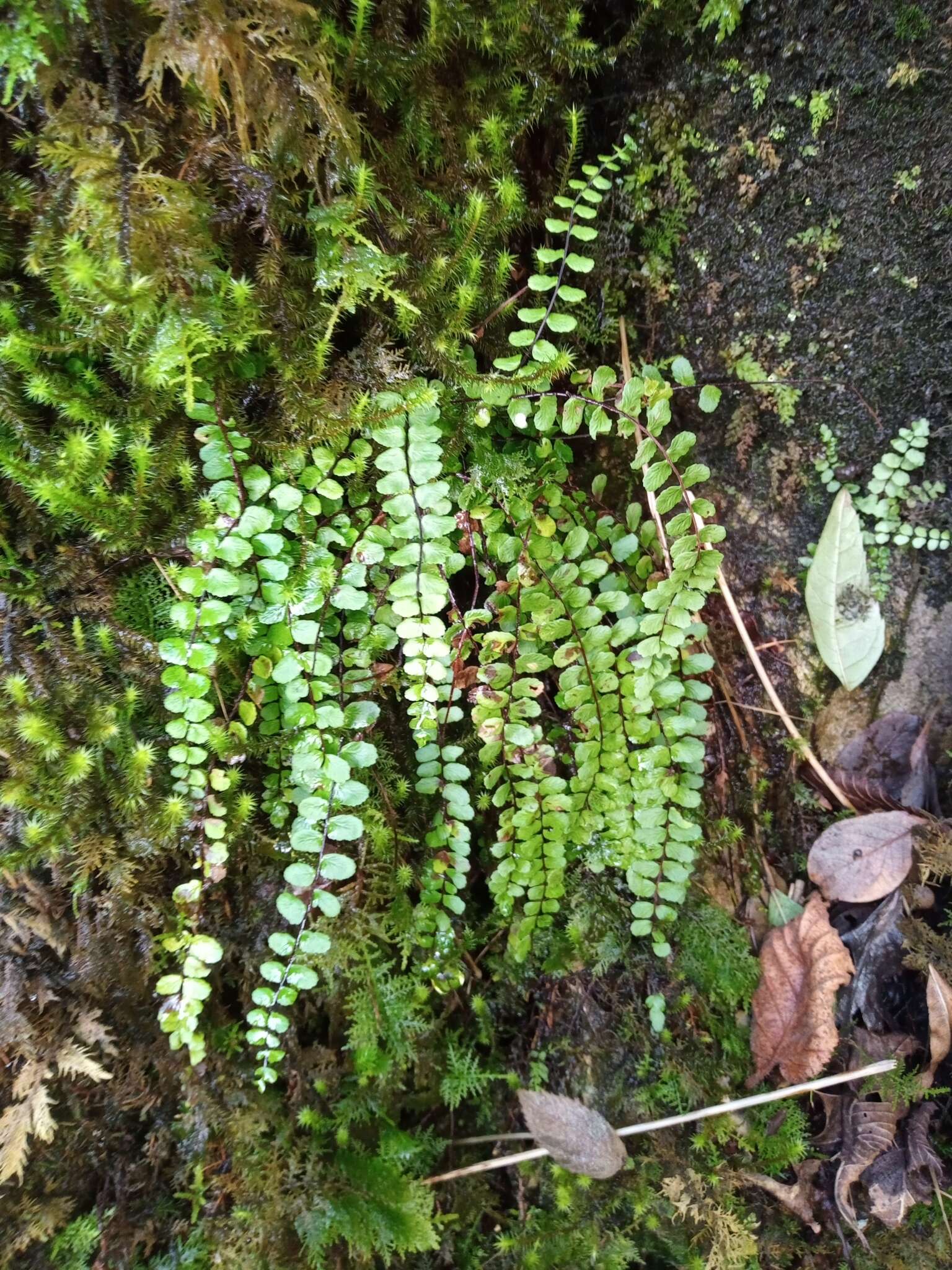 Image of maidenhair spleenwort