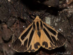 Image of Carlotta's Tiger Moth