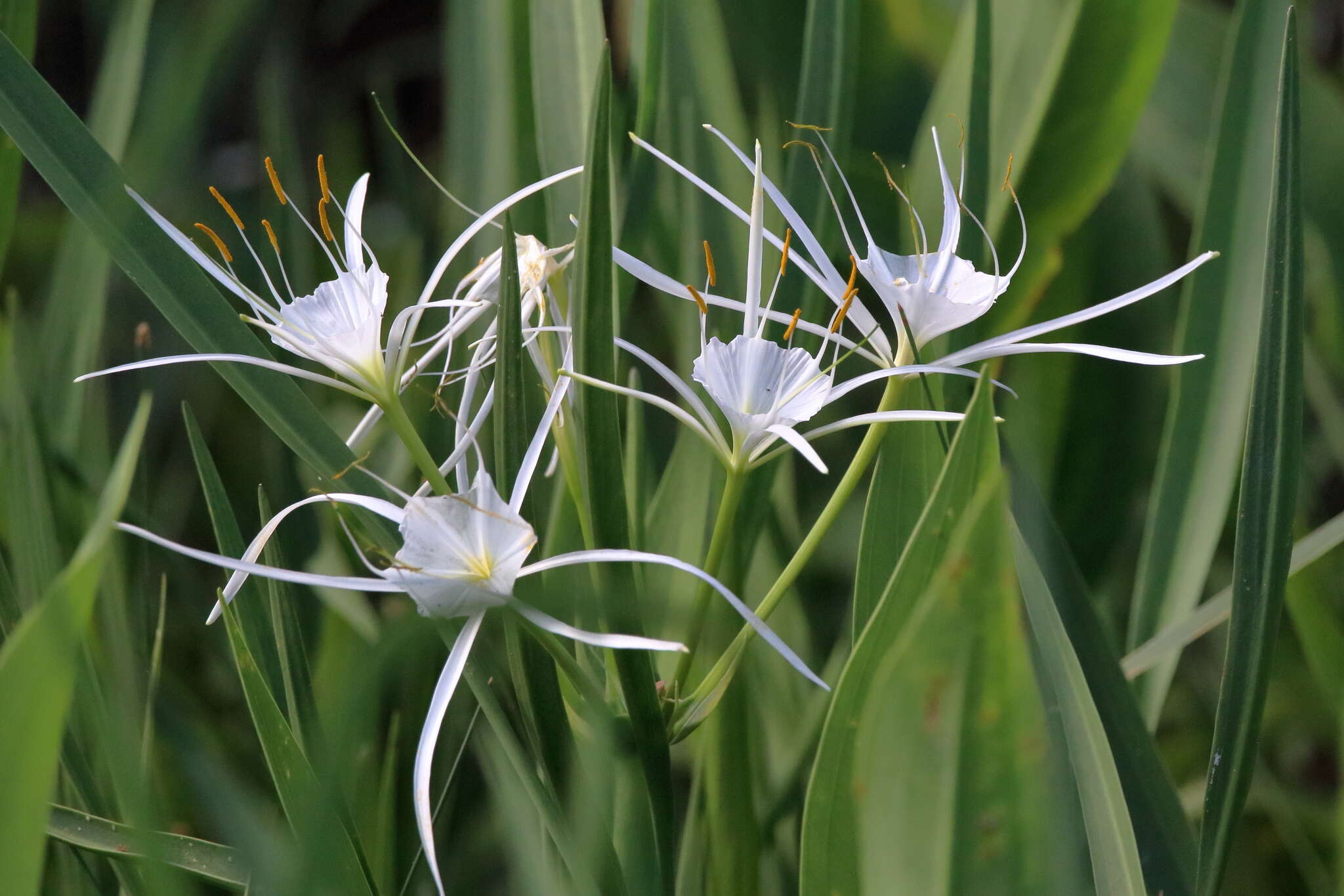 Image of Choctaw spiderlily