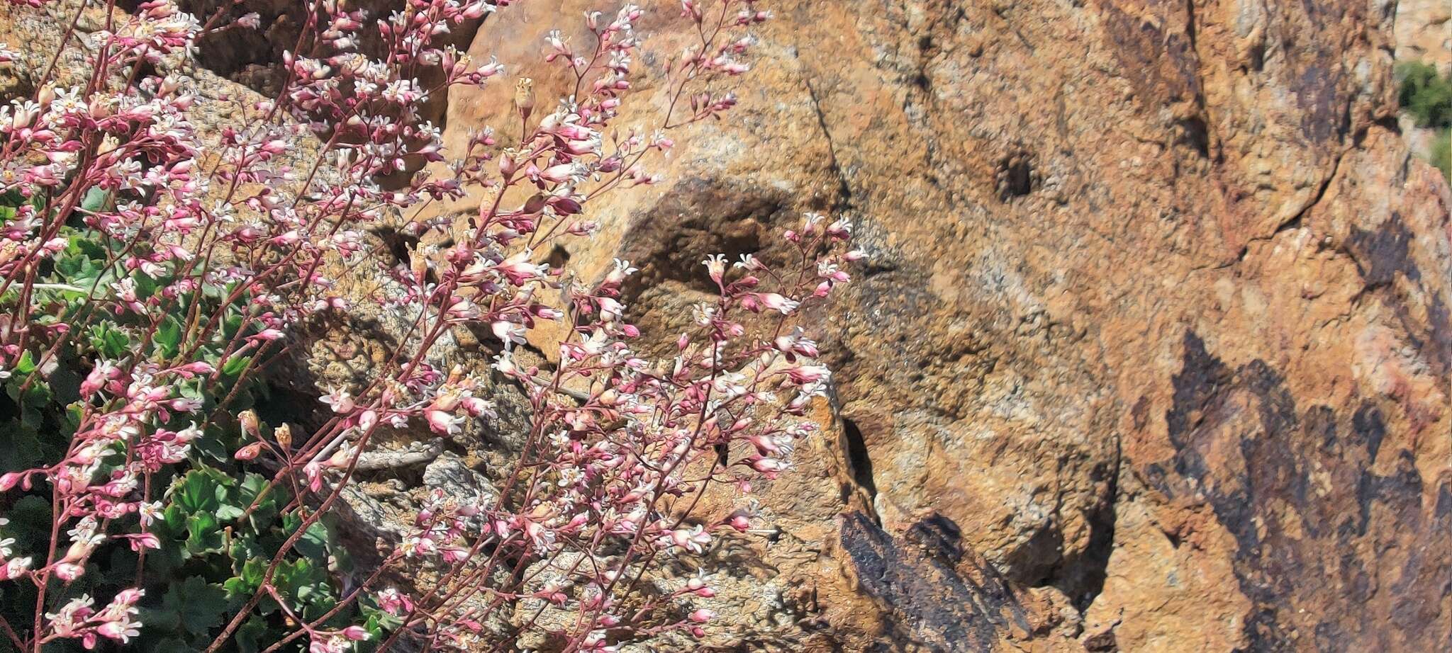 Image of Laguna Mountain alumroot