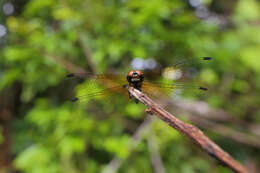 Tetrathemis irregularis Brauer 1868 resmi