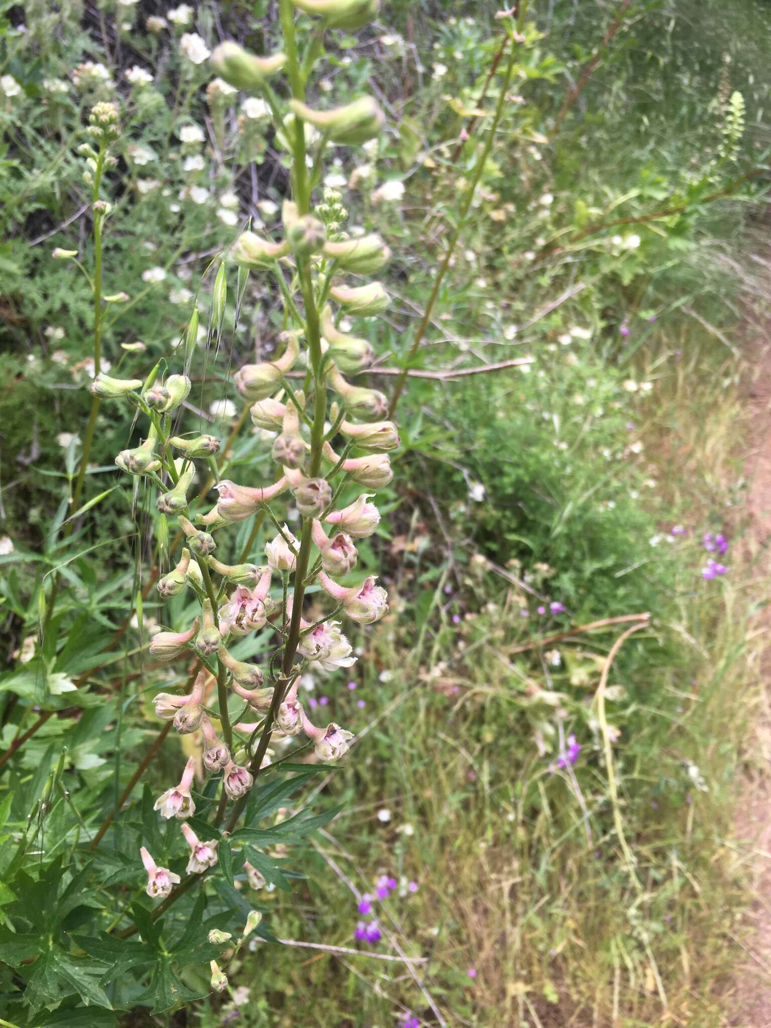 Image of California larkspur