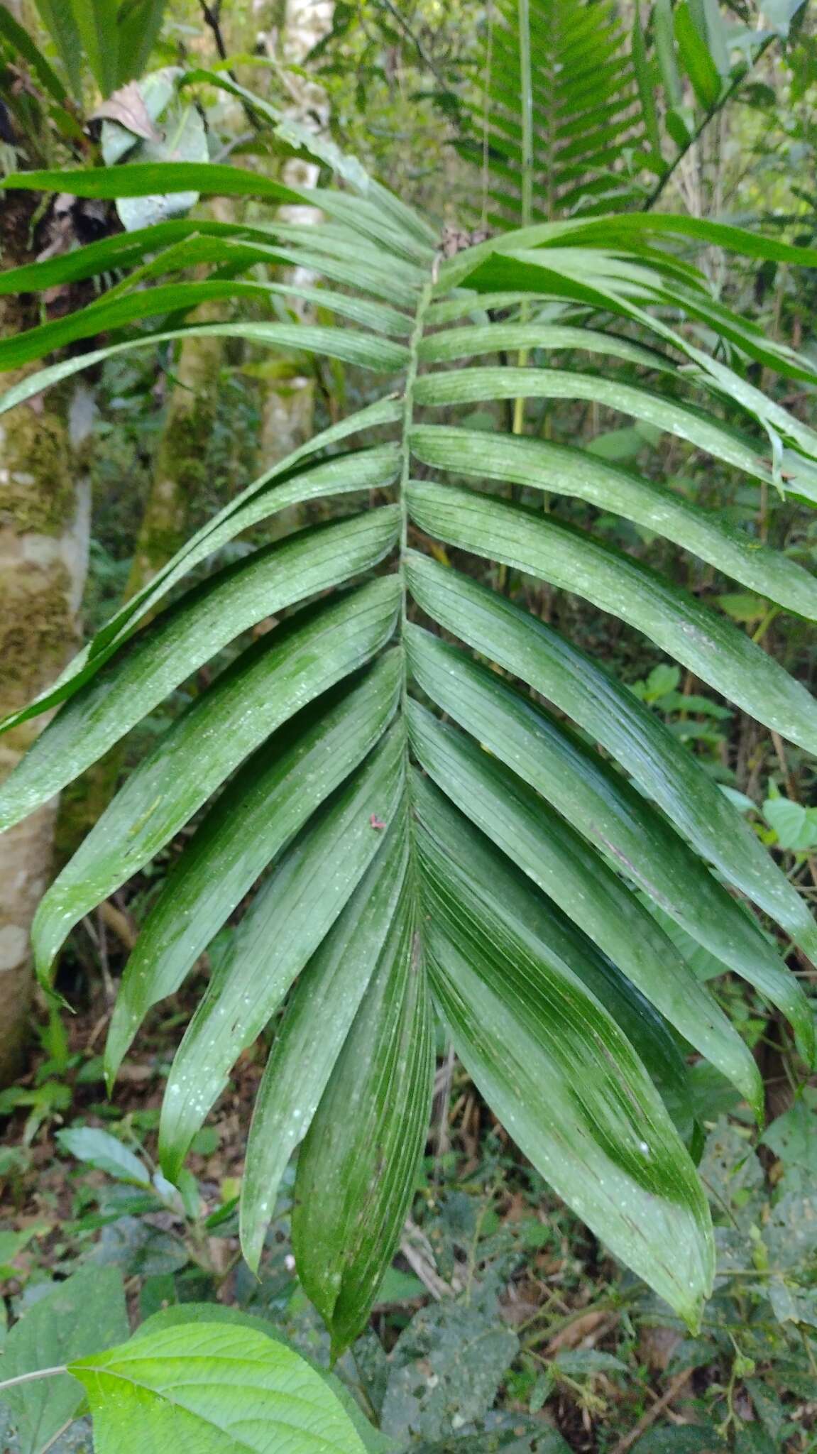 Image de Chamaedorea tepejilote Liebm.