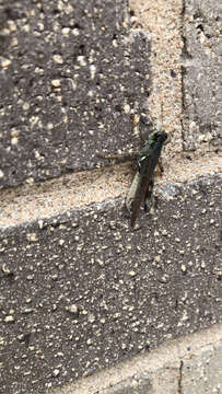 Image of Migratory Grasshopper