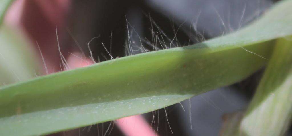 Слика од Tradescantia hirta D. R. Hunt