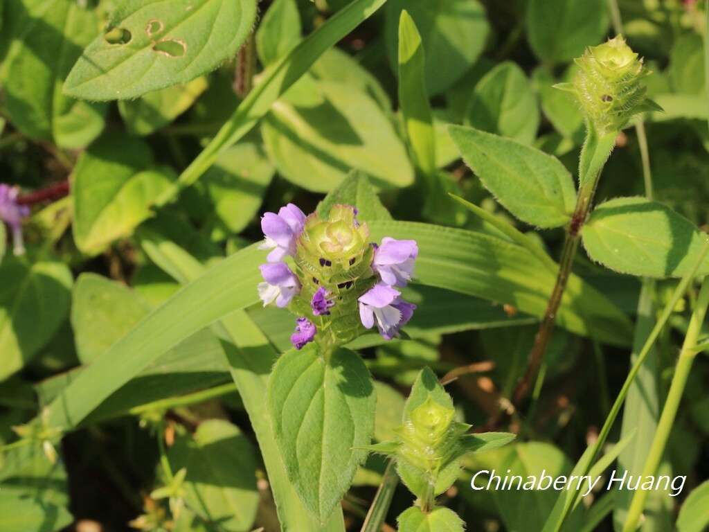 Plancia ëd Prunella vulgaris subsp. asiatica (Nakai) H. Hara