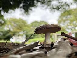 Слика од Amanita sychnopyramis Corner & Bas 1962