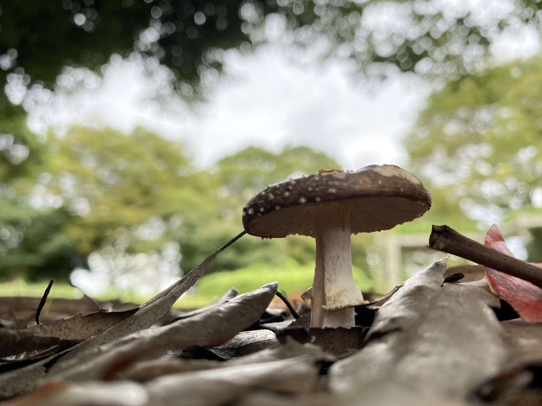 Слика од Amanita sychnopyramis Corner & Bas 1962