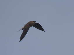 Image of Black-winged Pratincole