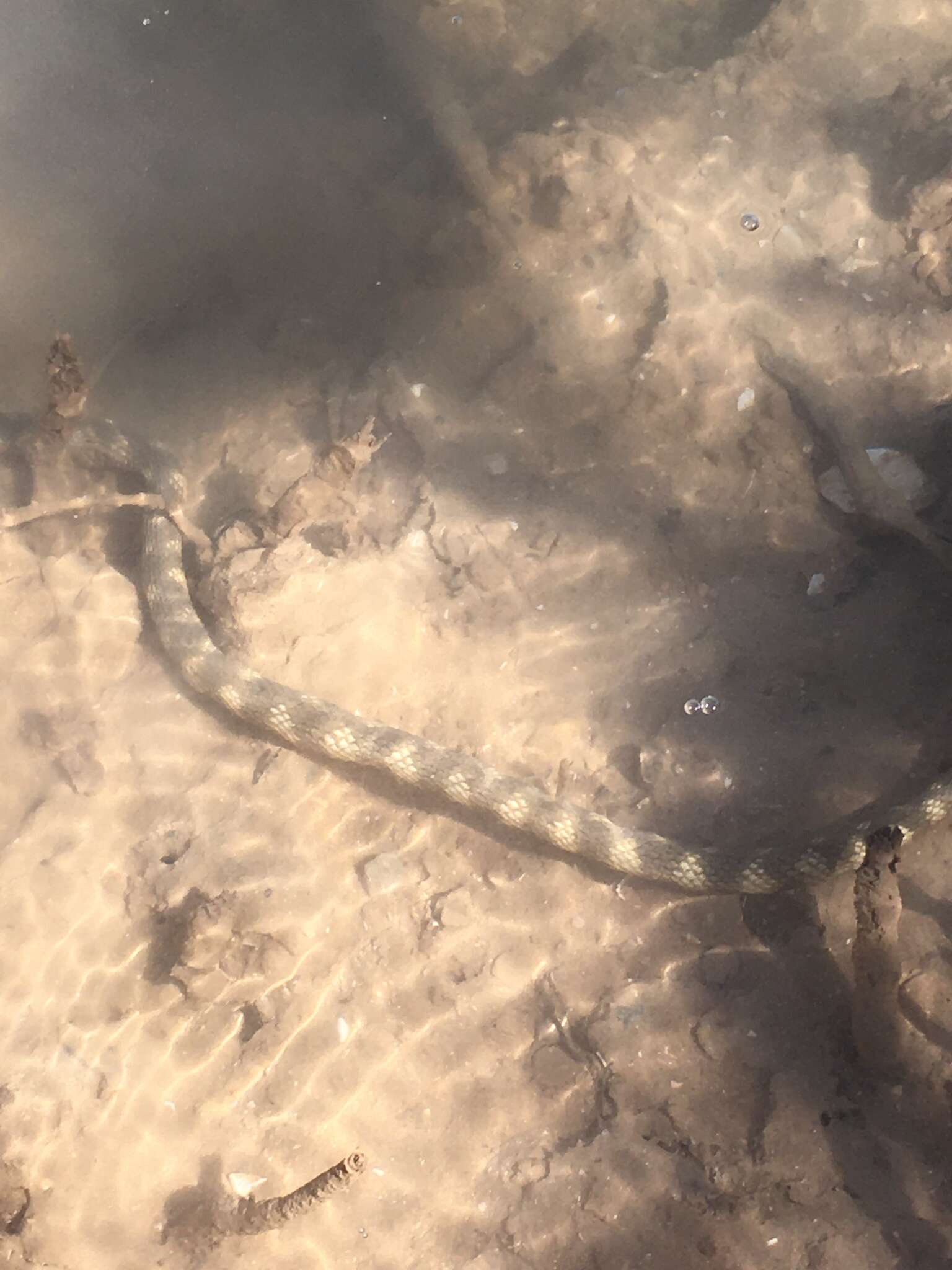 Image of North-western Mangrove Seasnake