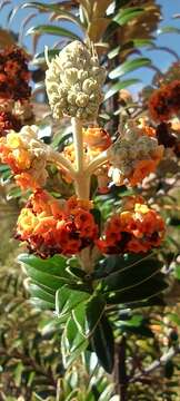 Image of Buddleja coriacea Remy