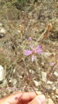 Plancia ëd Centaurea cristata Bartl.