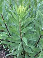 Image of Solidago speciosa subsp. speciosa