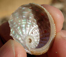 Image of staircase abalone